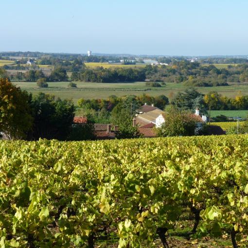 Vignoble, marais de Goulaine