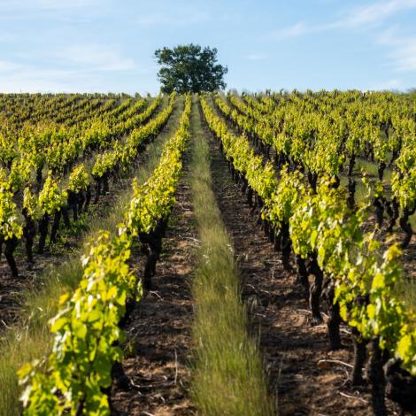 Vignoble nantais, vignes