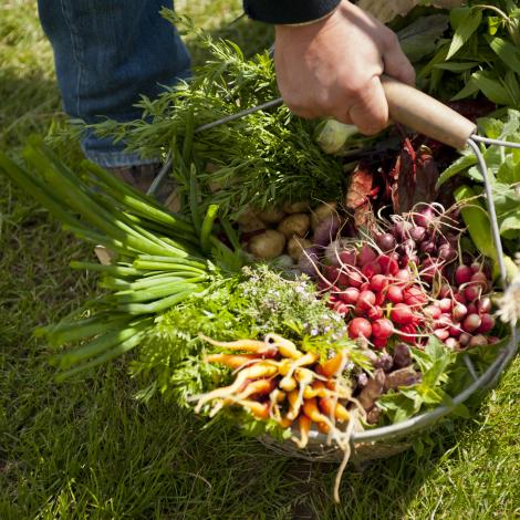 Photo panier de légumes-Les Goûts Uniques-Potagers d'Alain Passard